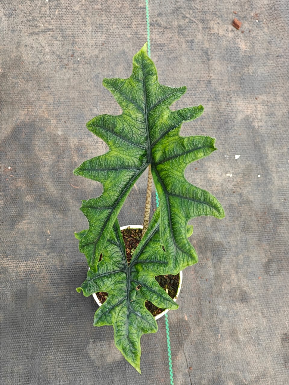 Alocasia Jacklyn