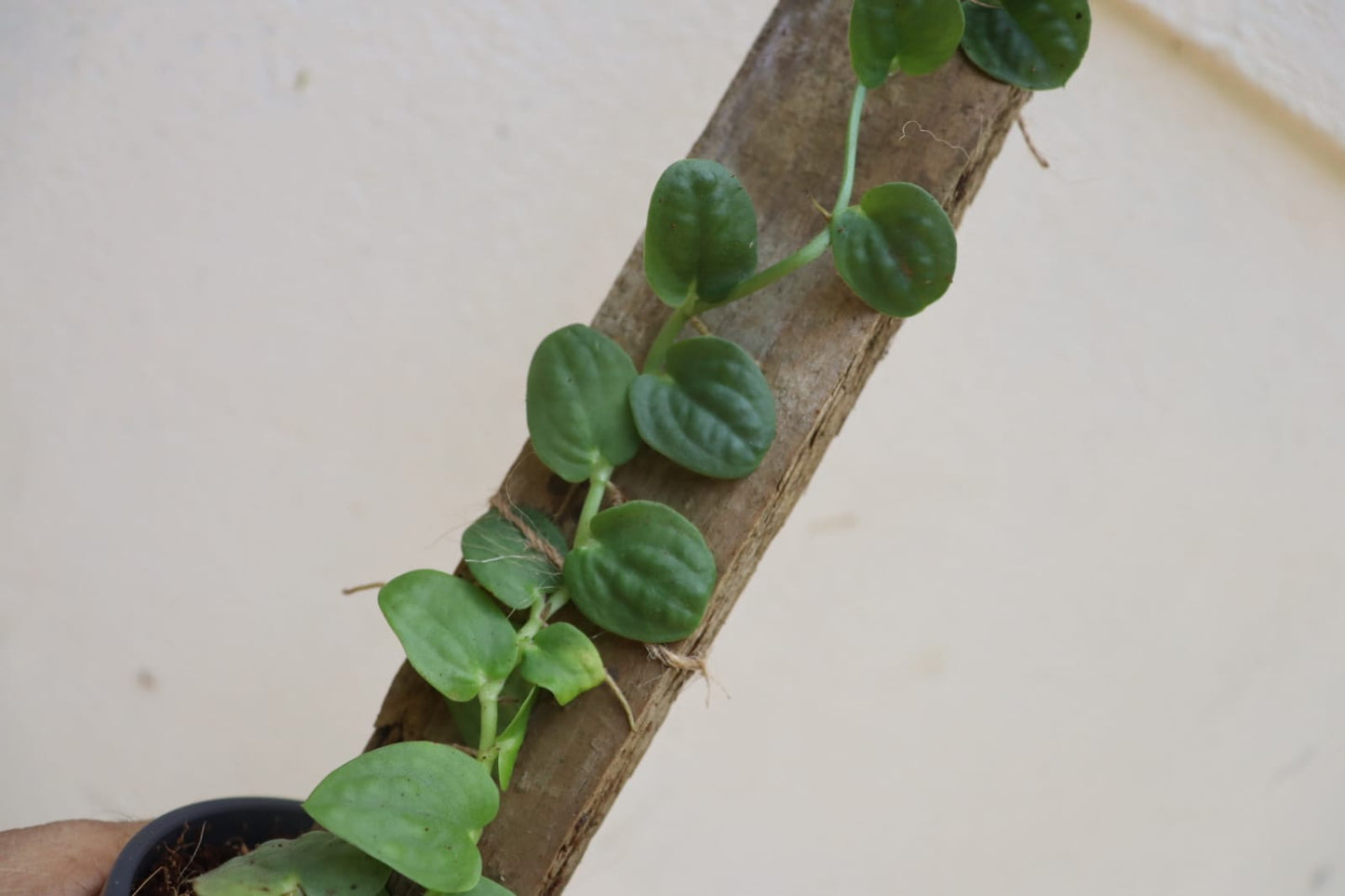Rhaphidophora Korthalsii