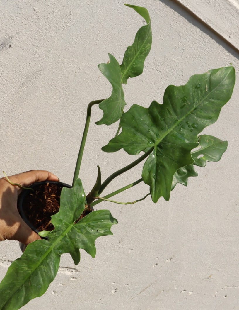 Philodendron Fiddle Lime