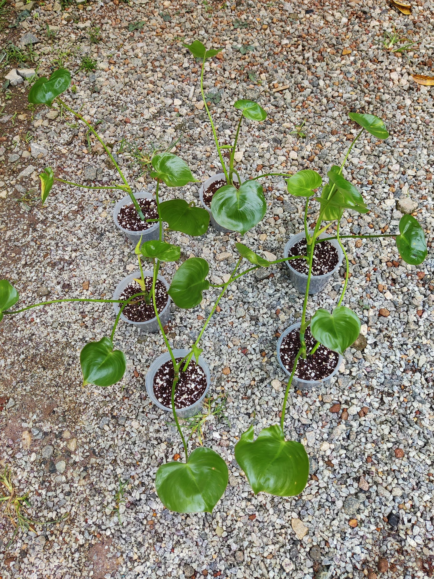 Philodendron Ricardoi