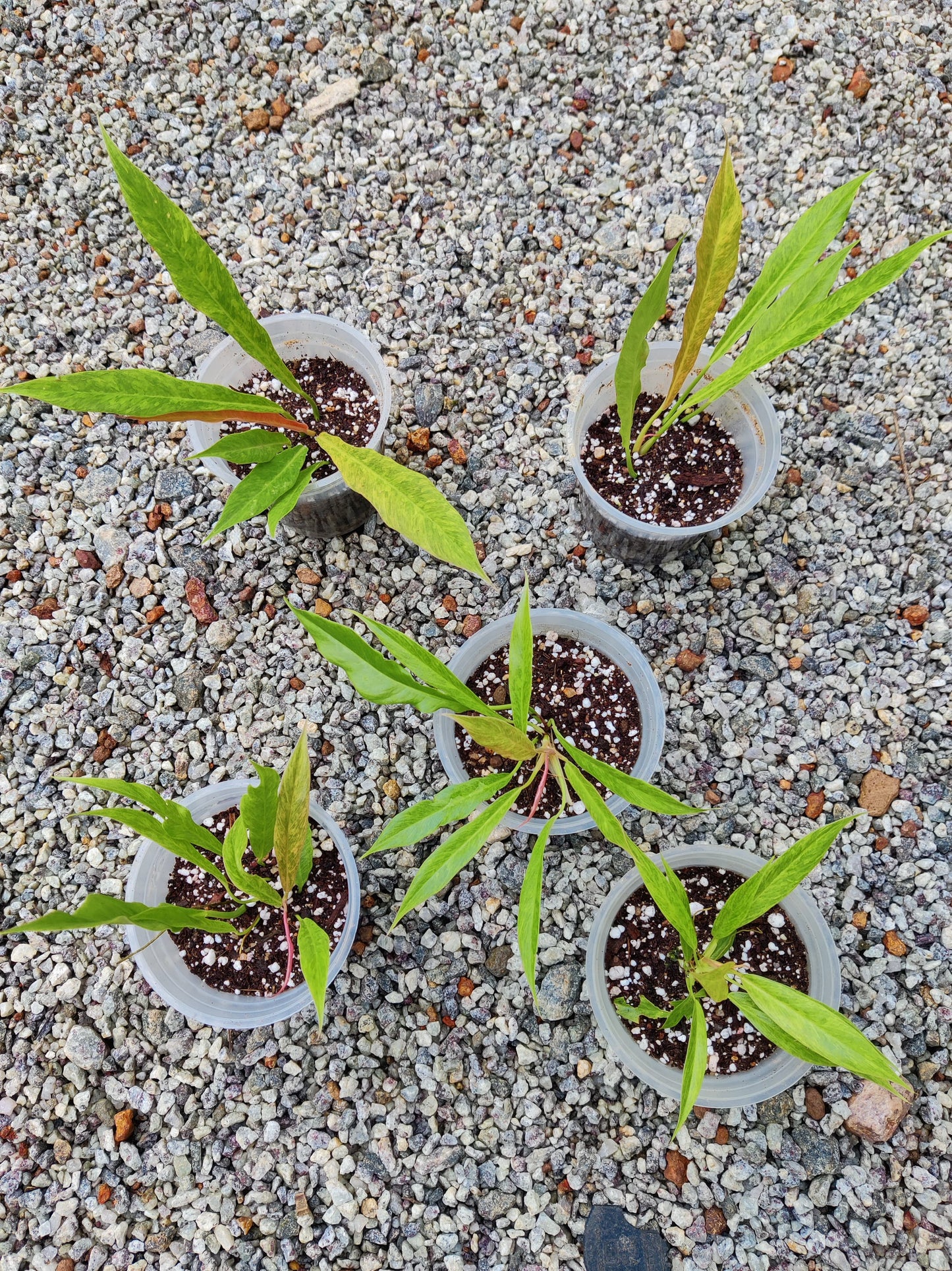 Philodendron Ring of Fire Golden Saw Marble Variegated