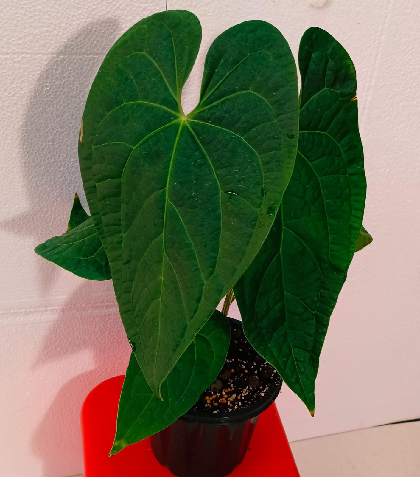 Anthurium Raven's Soul