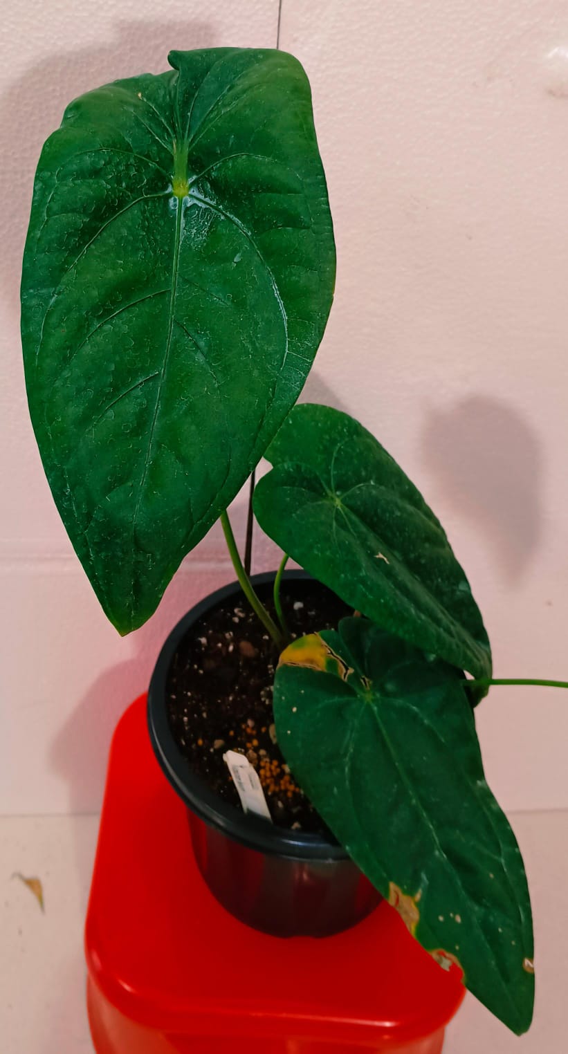 Anthurium Amazon Beauty
