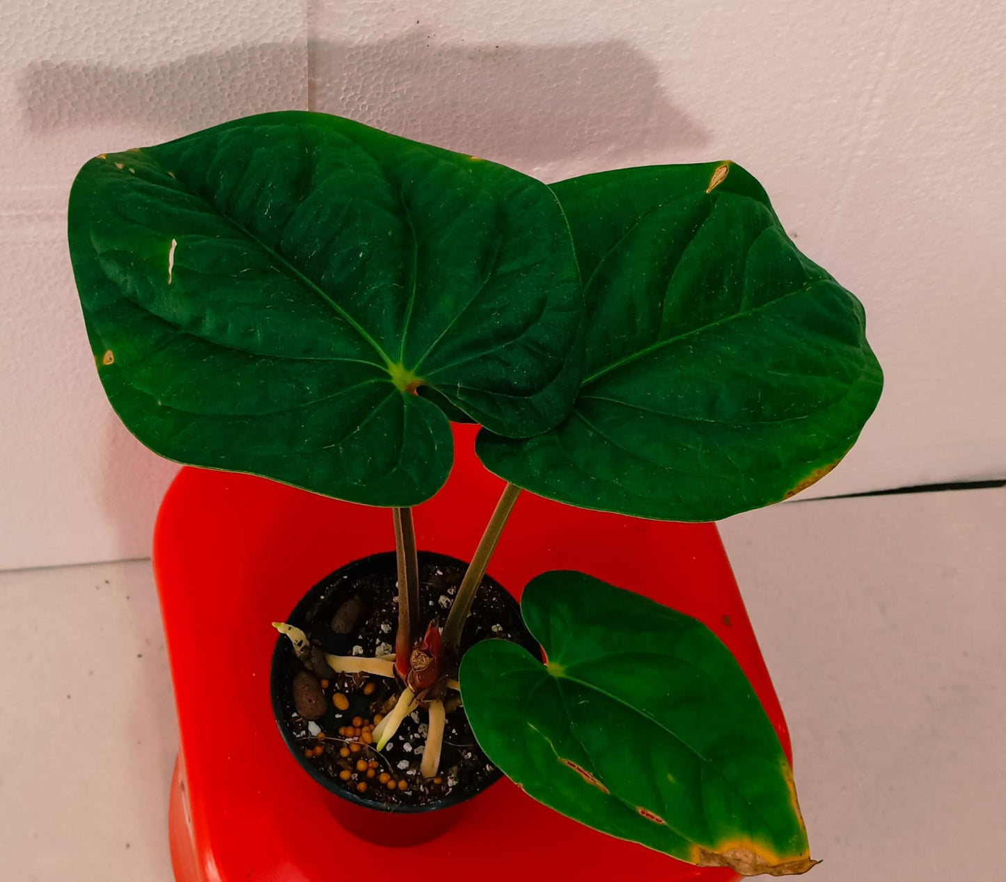 Anthurium Dark Duke