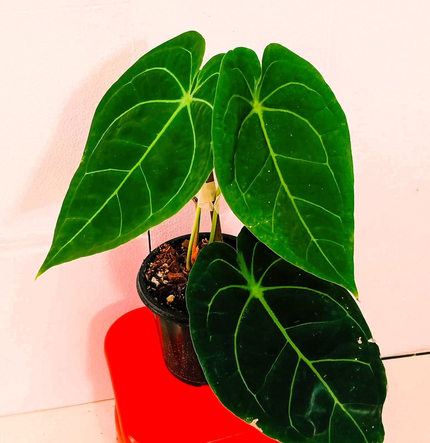 Anthurium Equgenera Green Soul