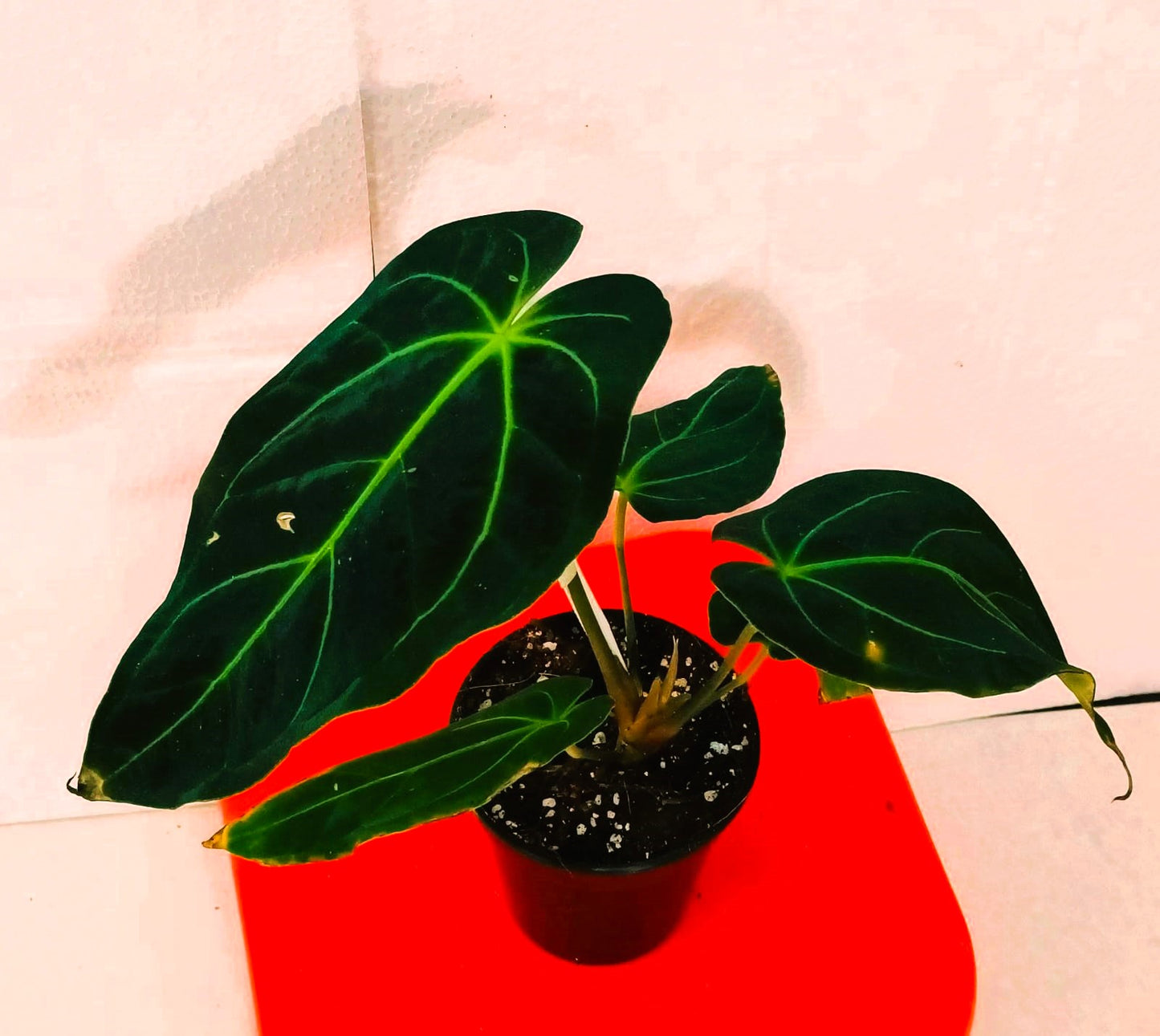 Anthurium Dr. Tom Croat