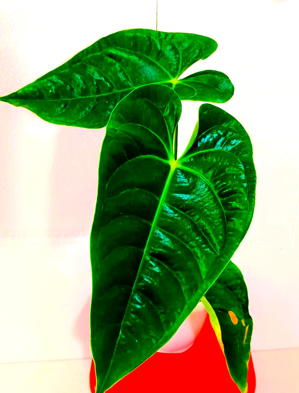 anthurium plant online india Anthurium Luxurians x Veitchii: Buy Plant Online In India – Growcerys