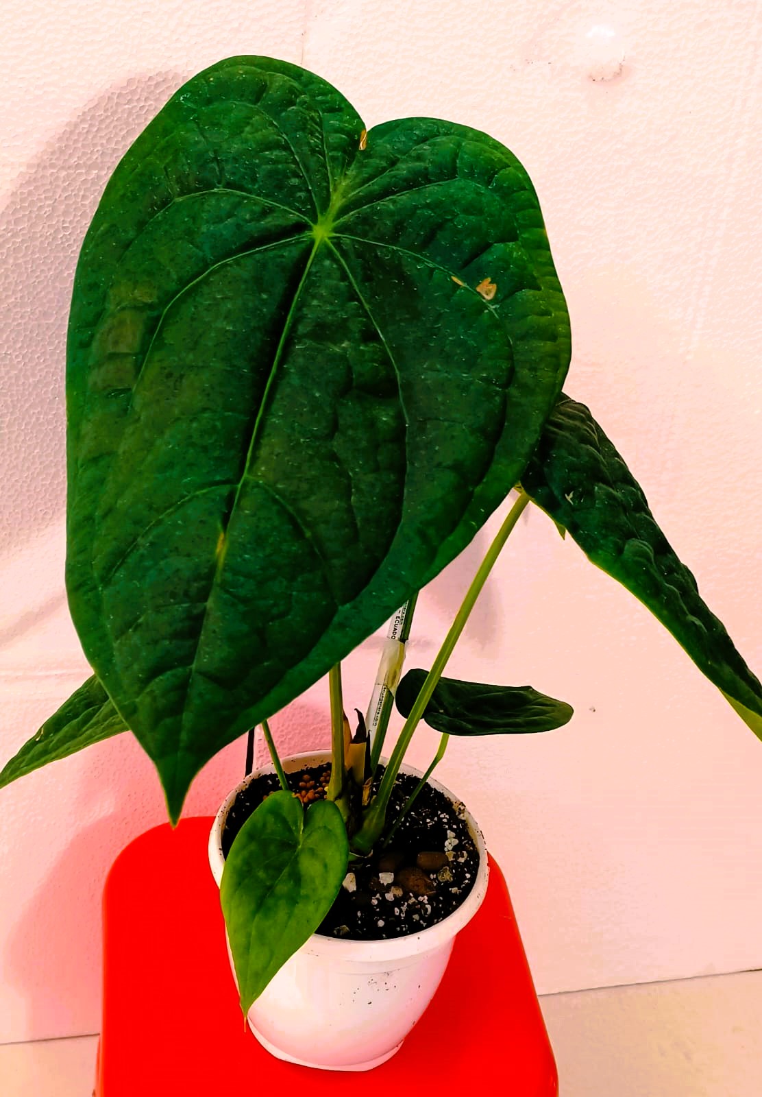 Anthurium Forgetii x Luxurians