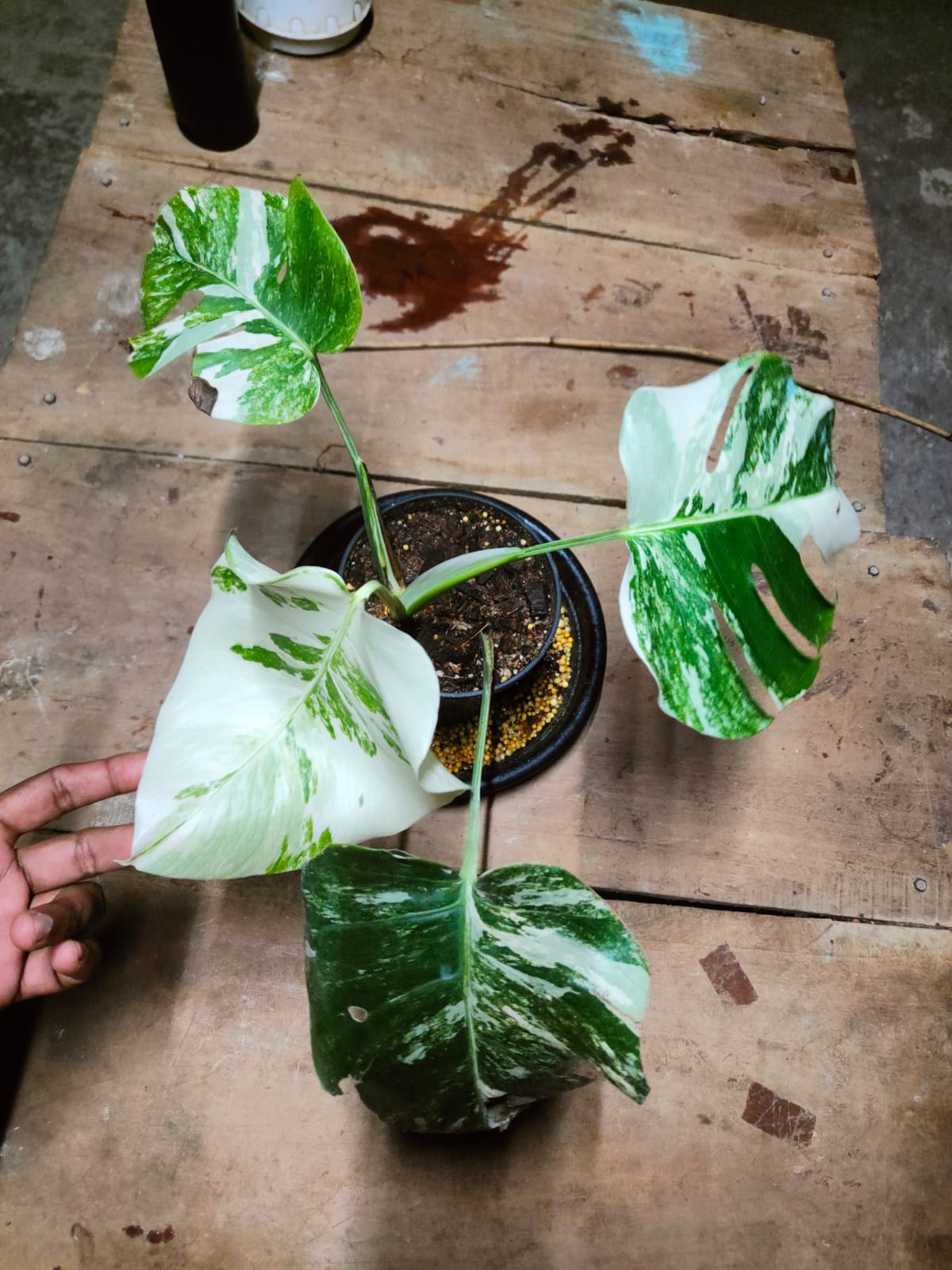 Monstera Albo Variegated