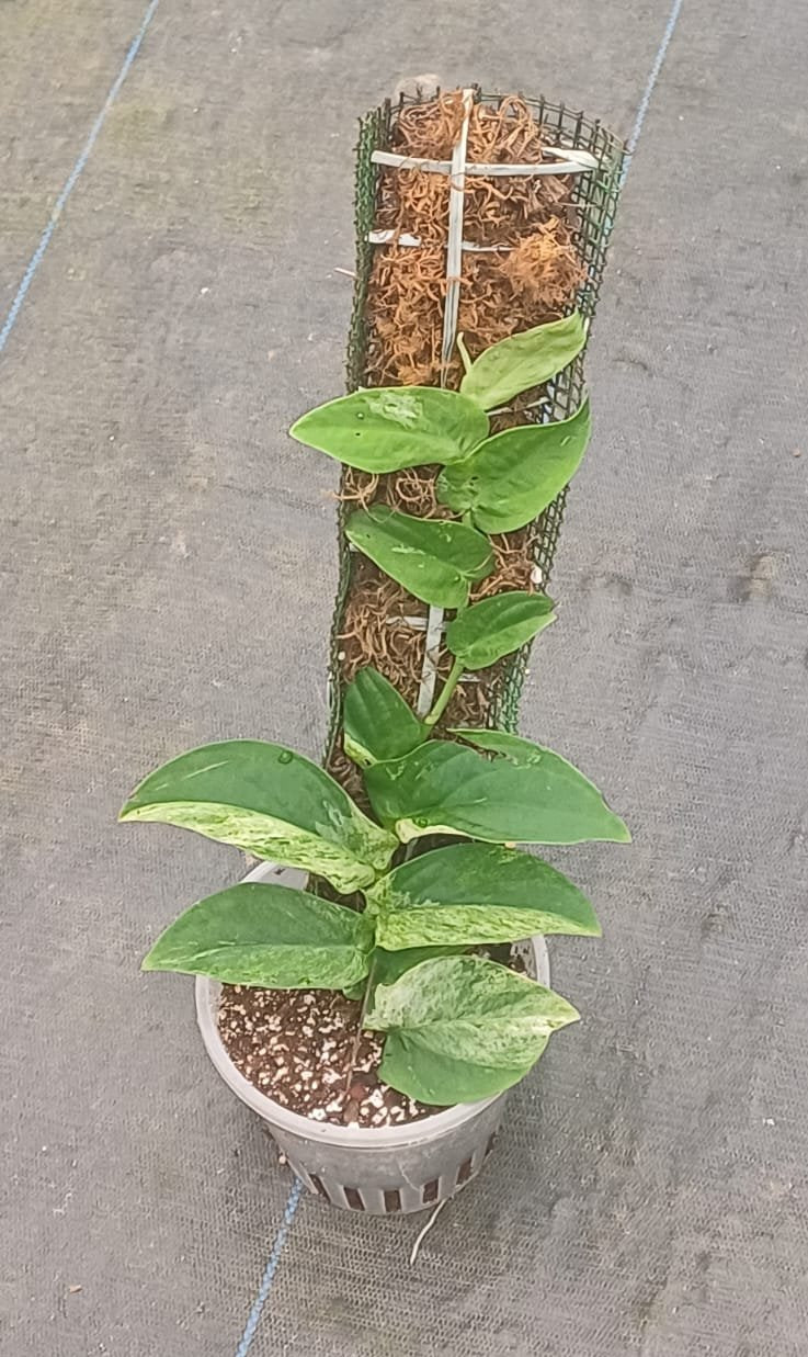 Rhaphidophora Korthalsii Variegated