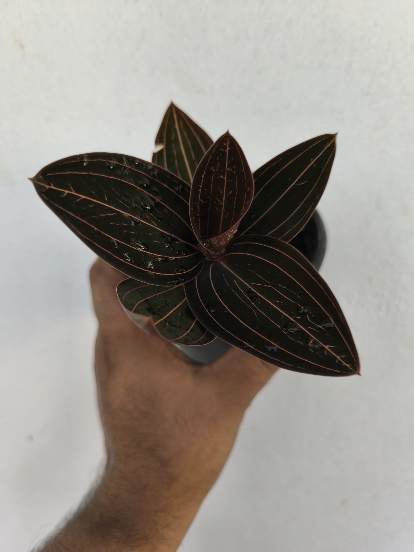 Jewel Orchid ( Ludisia Discolor)