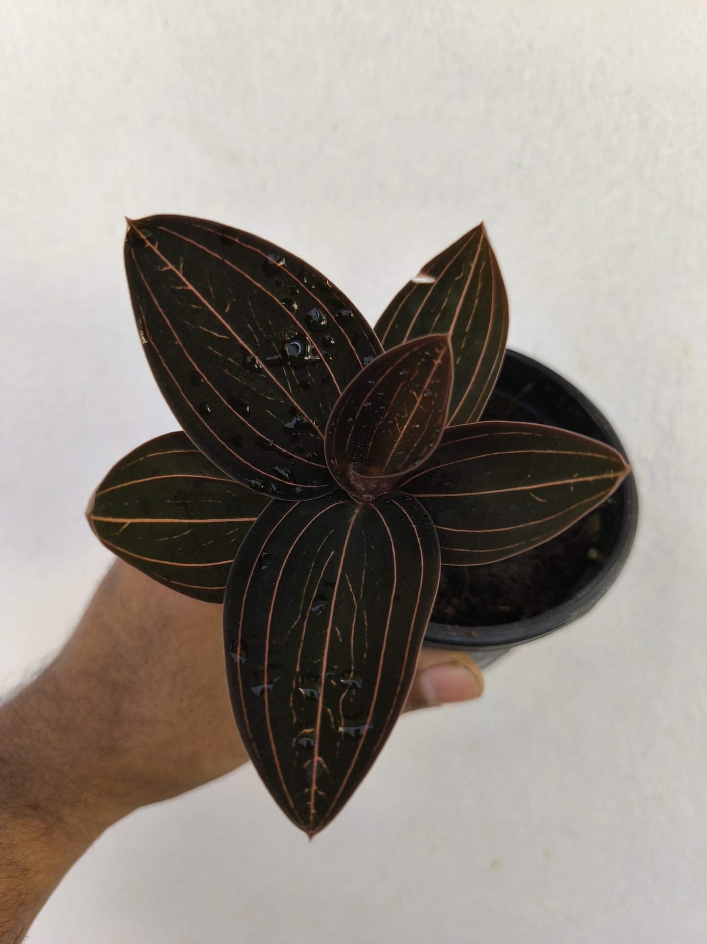 Jewel Orchid ( Ludisia Discolor)