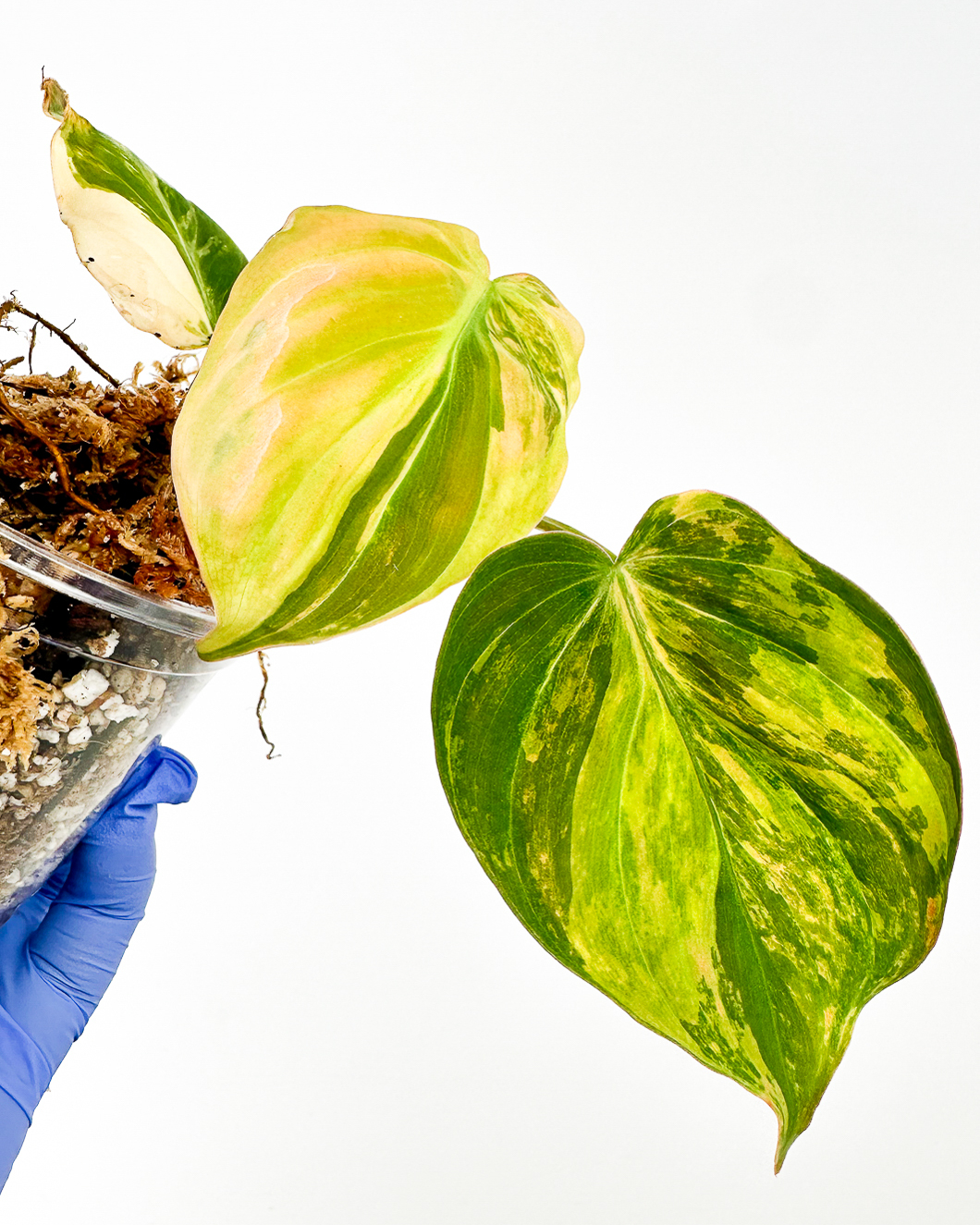 Philodendron Micans Aurea