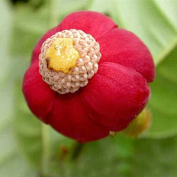 Hairy Brown Uvaria Exotic Fruit Plant (Uvaria Hirsuta Jack )
