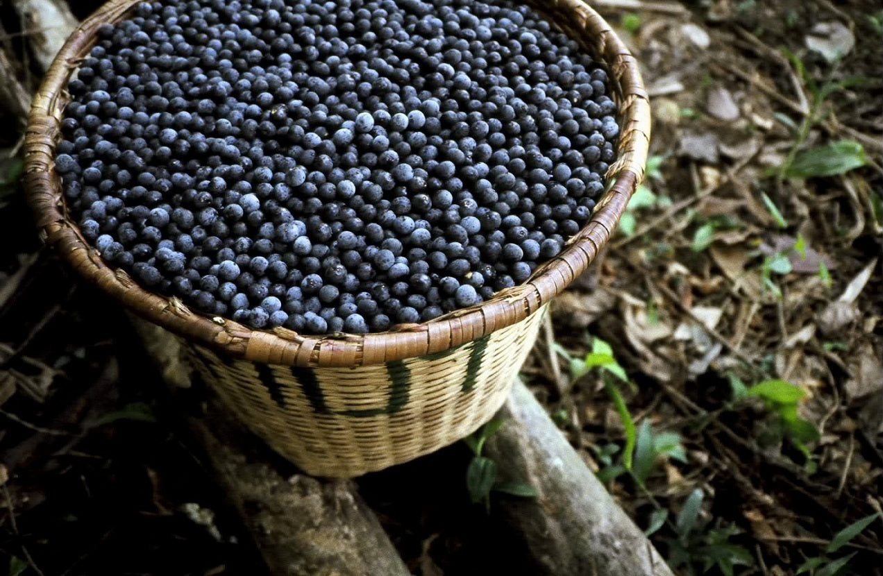 Acai Berry Exotic Fruit Plants (Euterpe Oleracea)