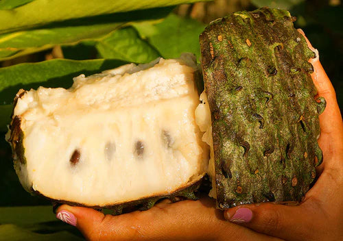 Sour Sop Exotic Fruit Plants (Annona Muricata)