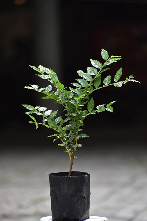 Brazilian Perfumed Guava Exotic Fruit Plant (Psidium acutangulum)
