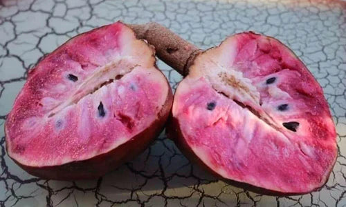 Red Araticum Exotic Fruit Plants (Annona Cacans)