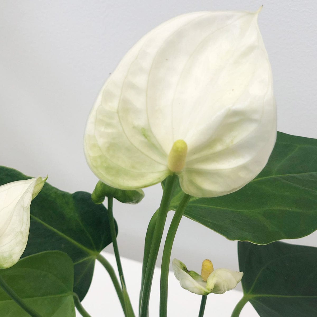 Anthurium White Miniature