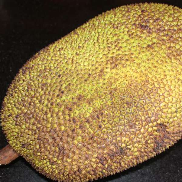 Cambodian Honey Jack Exotic Fruit Plants