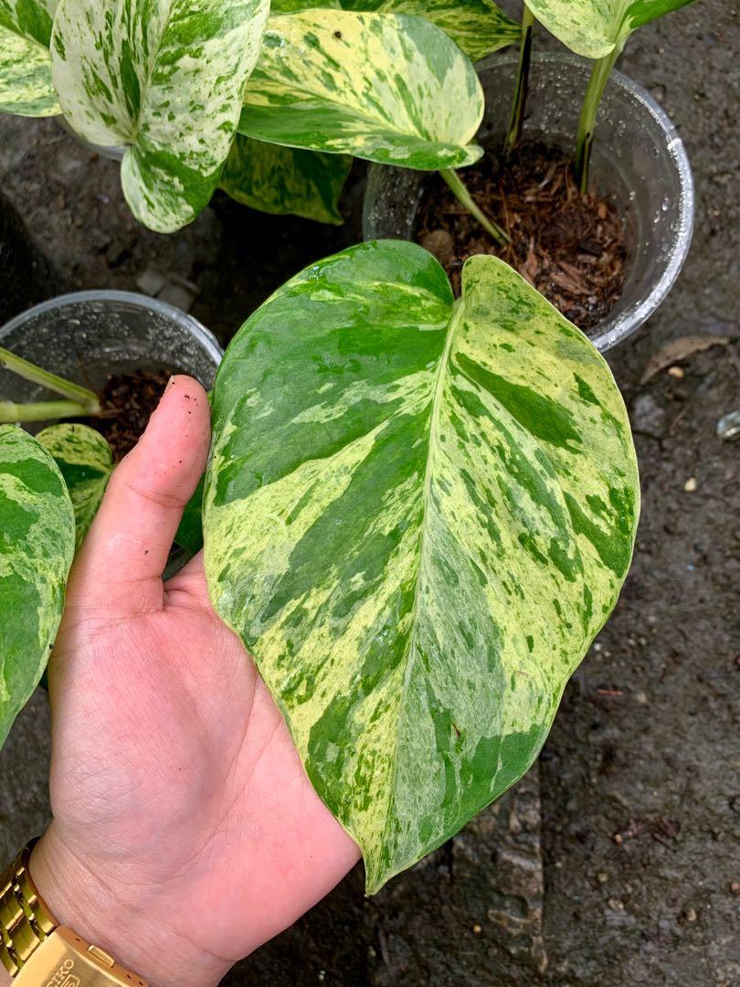 Pothos Marble Queen " Big Leaf"