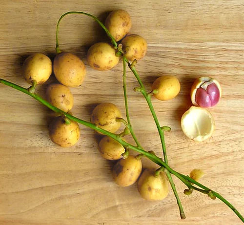 Kafai Mooti (Baccaurea Courtallensis) Exotic Fruit Plant