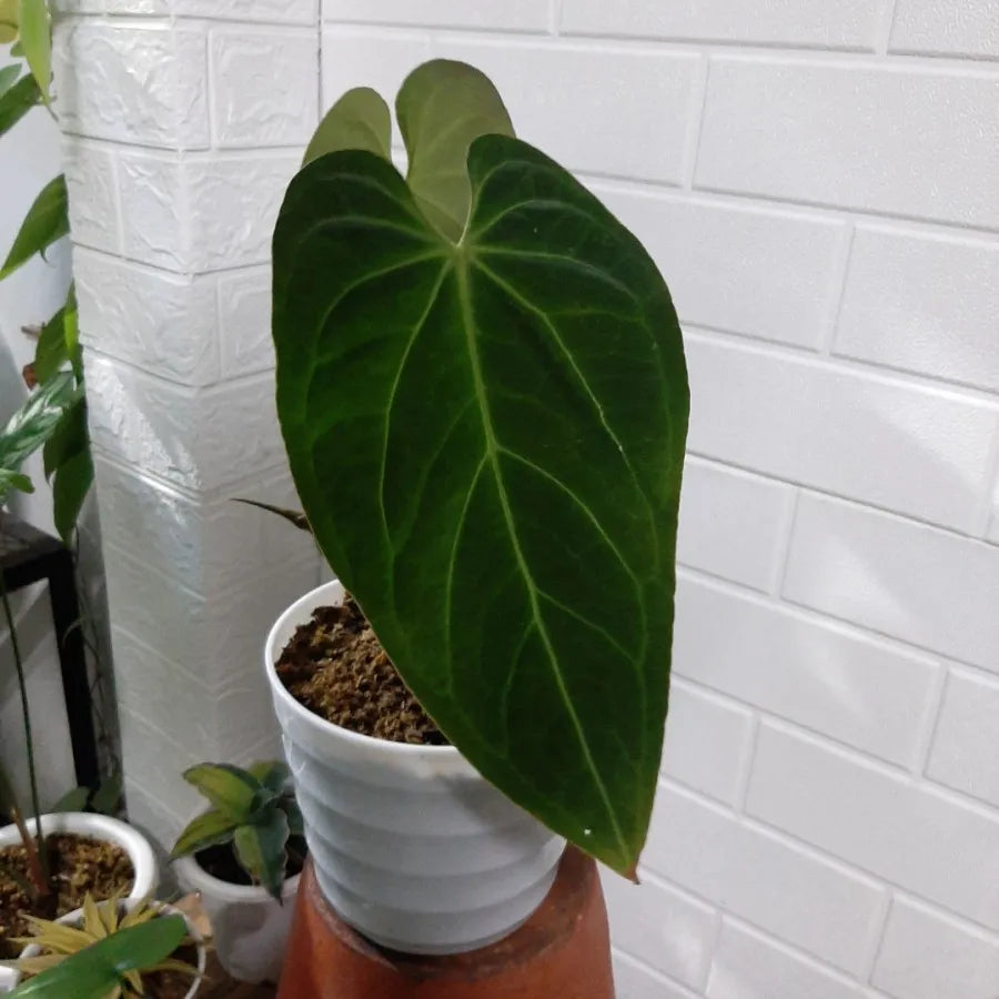 Anthurium Papillilaminum x Magnificum