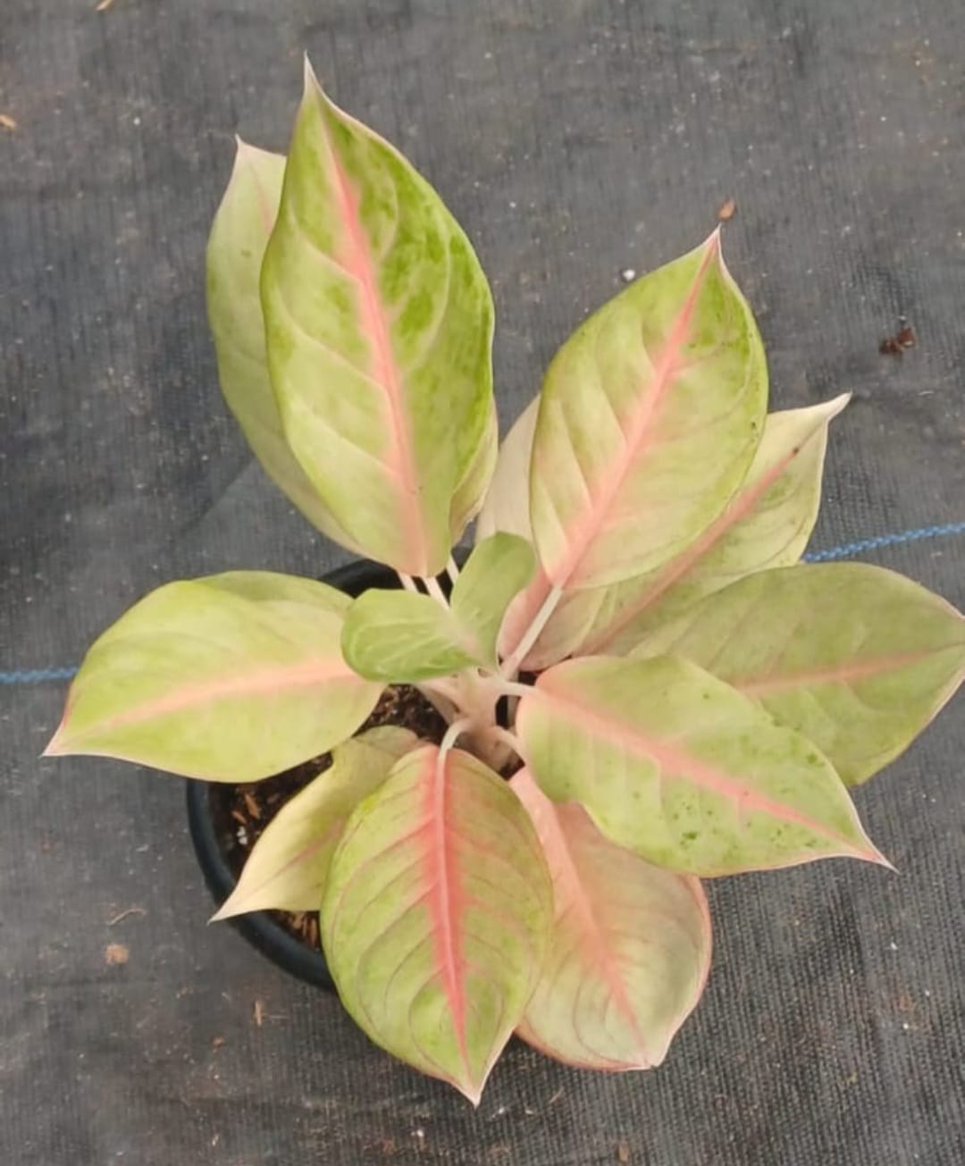 aglaonema pink moon for sale Aglaonema Zera Moon : Buy Plant Online In India – Growcerys