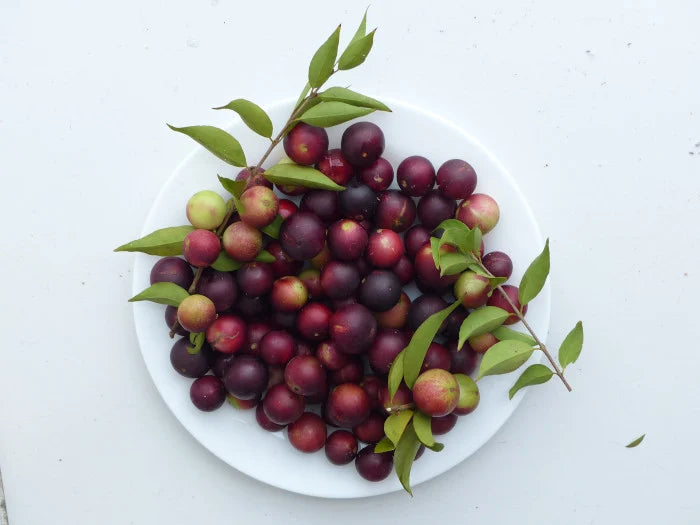 Camu Camu Exotic Fruit Plants (Myrciaria Dubia)