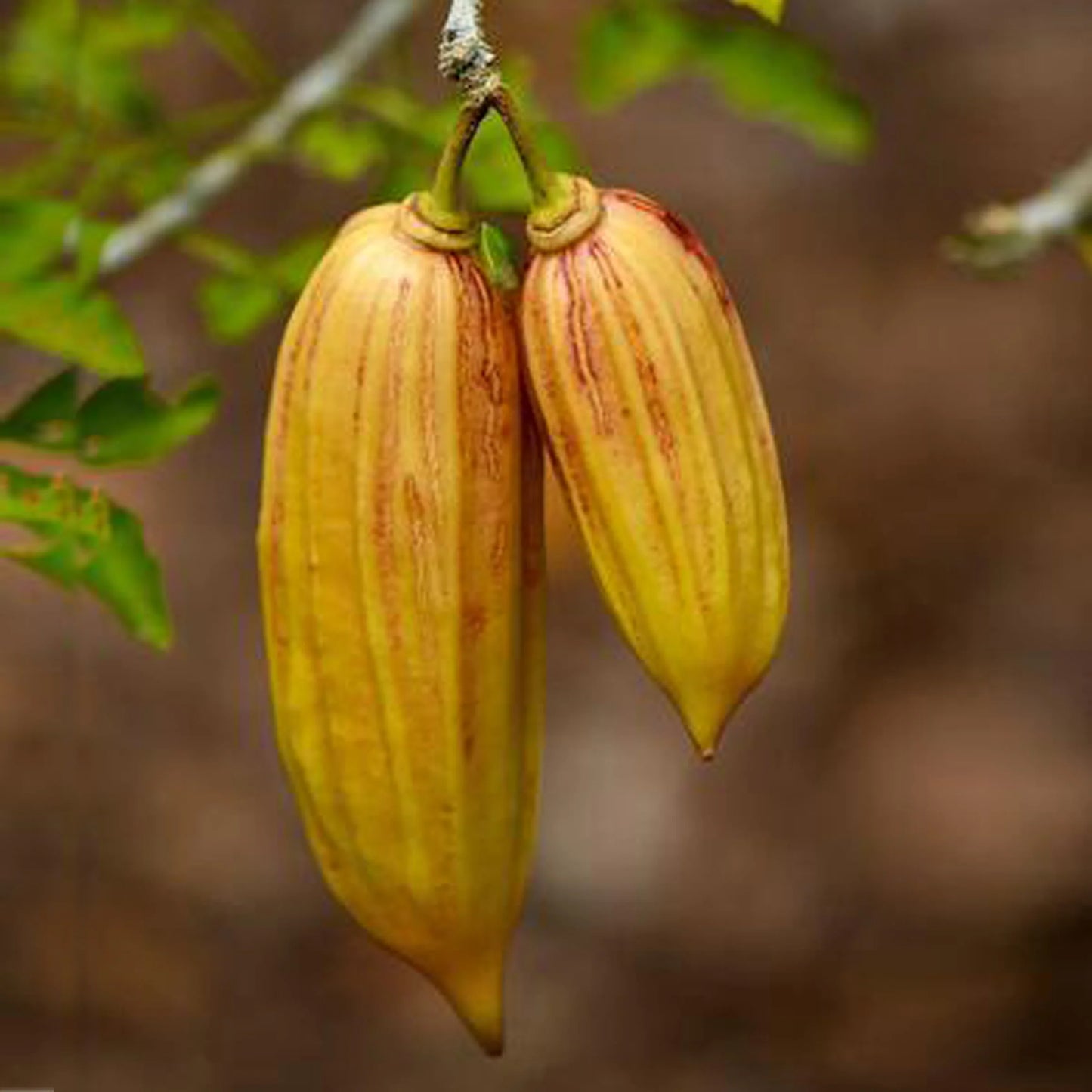 Candle Exotic Fruit Plants (Parmentiera Cereifera)