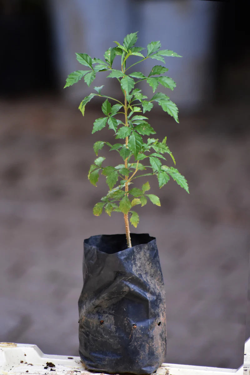 Candle Exotic Fruit Plants (Parmentiera Cereifera)