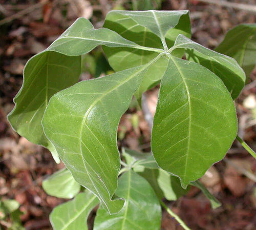 Wooly Leaved Sapote Exotic Fruit Plants (Casimiroa Tetrameria)