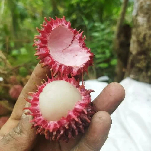 Tadal Exotic Fruit Plants (Nephelium ramboutan-ake)