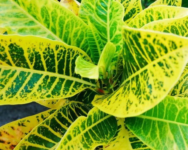 Croton Yellow Iceton