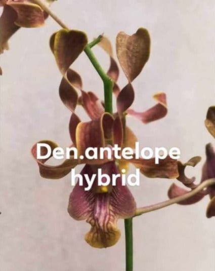 Dendrobium Antelope Hybrid