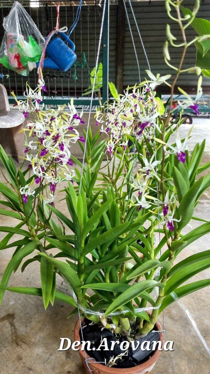 Dendrobium Arowana