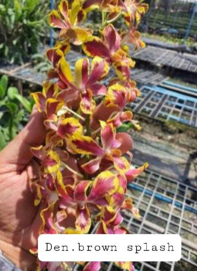 Dendrobium Brown Splash