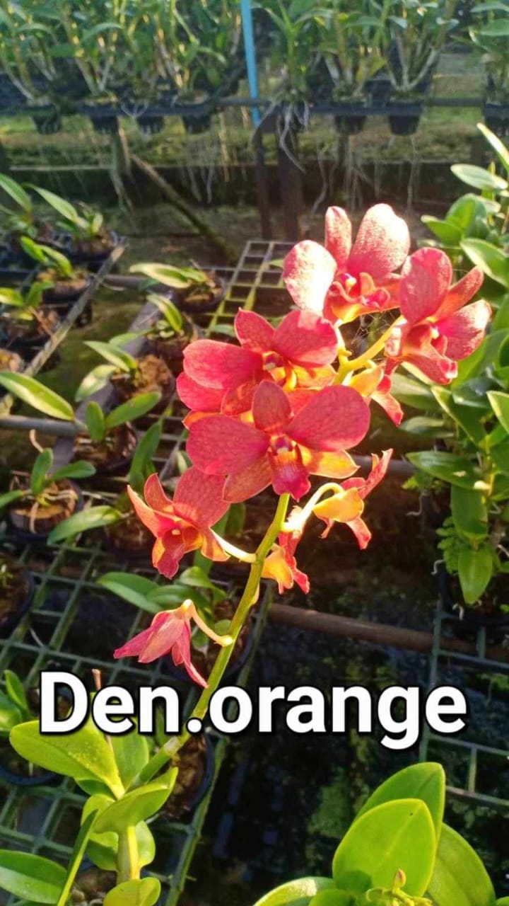 Dendrobium Orange