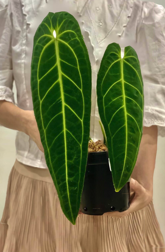Anthurium Warocqueanum 'Dark Narrow' Queen