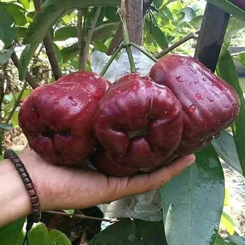 Dalhari Chamba Exotic Fruit Plant (Syzygium Samarangense)