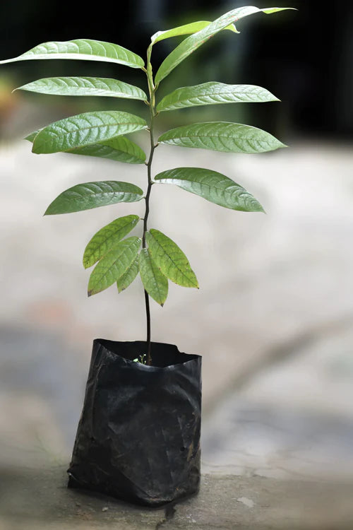 Dunal Exotic Fruit Plant (Uvaria Rufa)