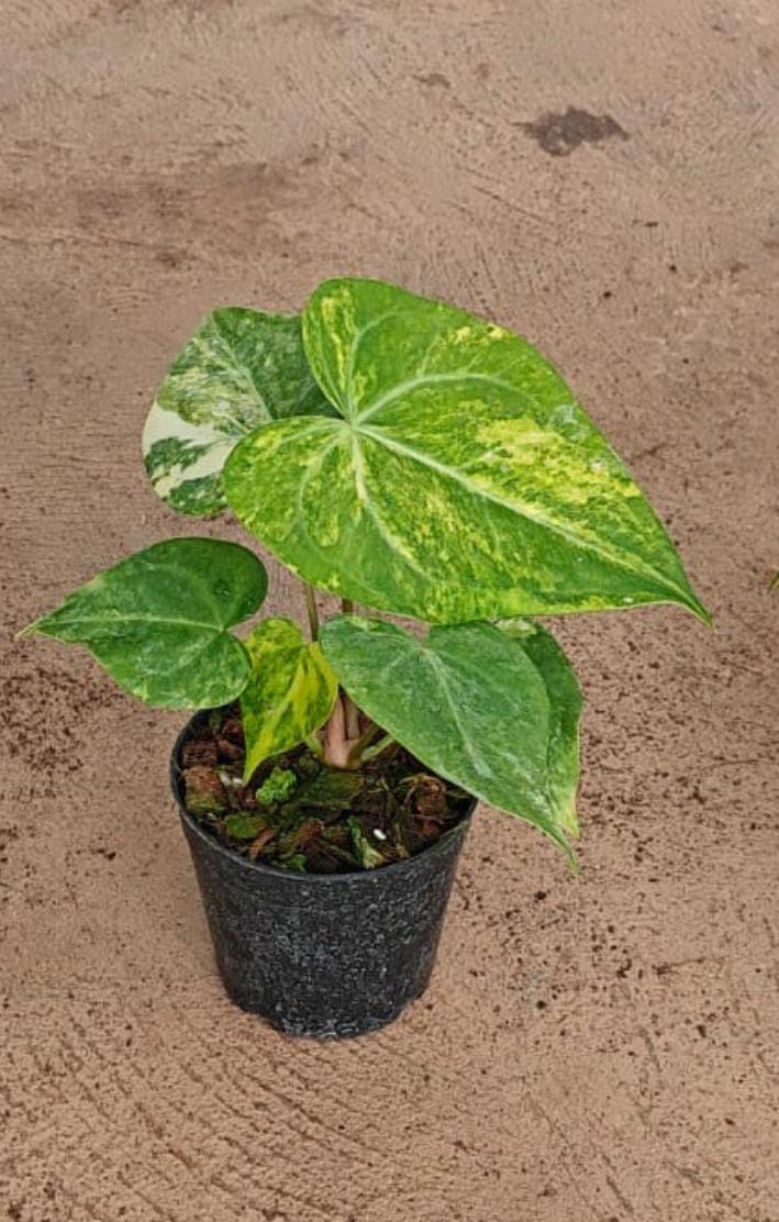 Anthurium Sweet Love