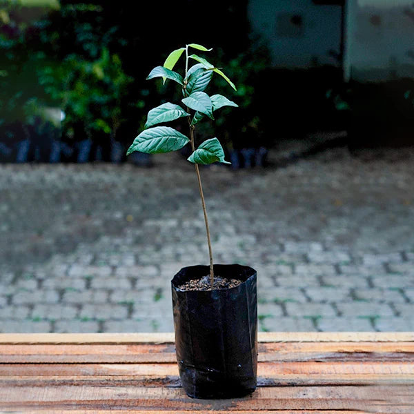 Giant Olosapo Exotic Fruit Plants (Couepia Polyandra)