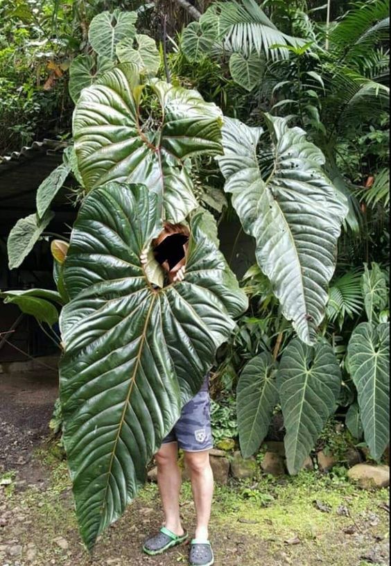 Anthurium Giganteum Verde