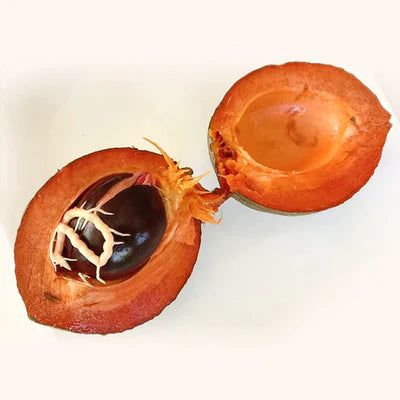 Red Faisan Exotic Fruit Plants (Pouteria Viridis)