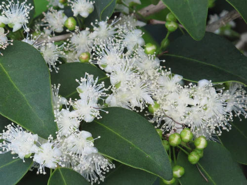 Guamirim Exotic Fruit Plant (Eugenia florida)