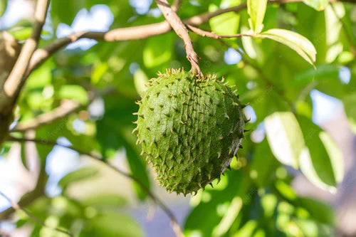 Sour Sop Exotic Fruit Plants (Annona Muricata)