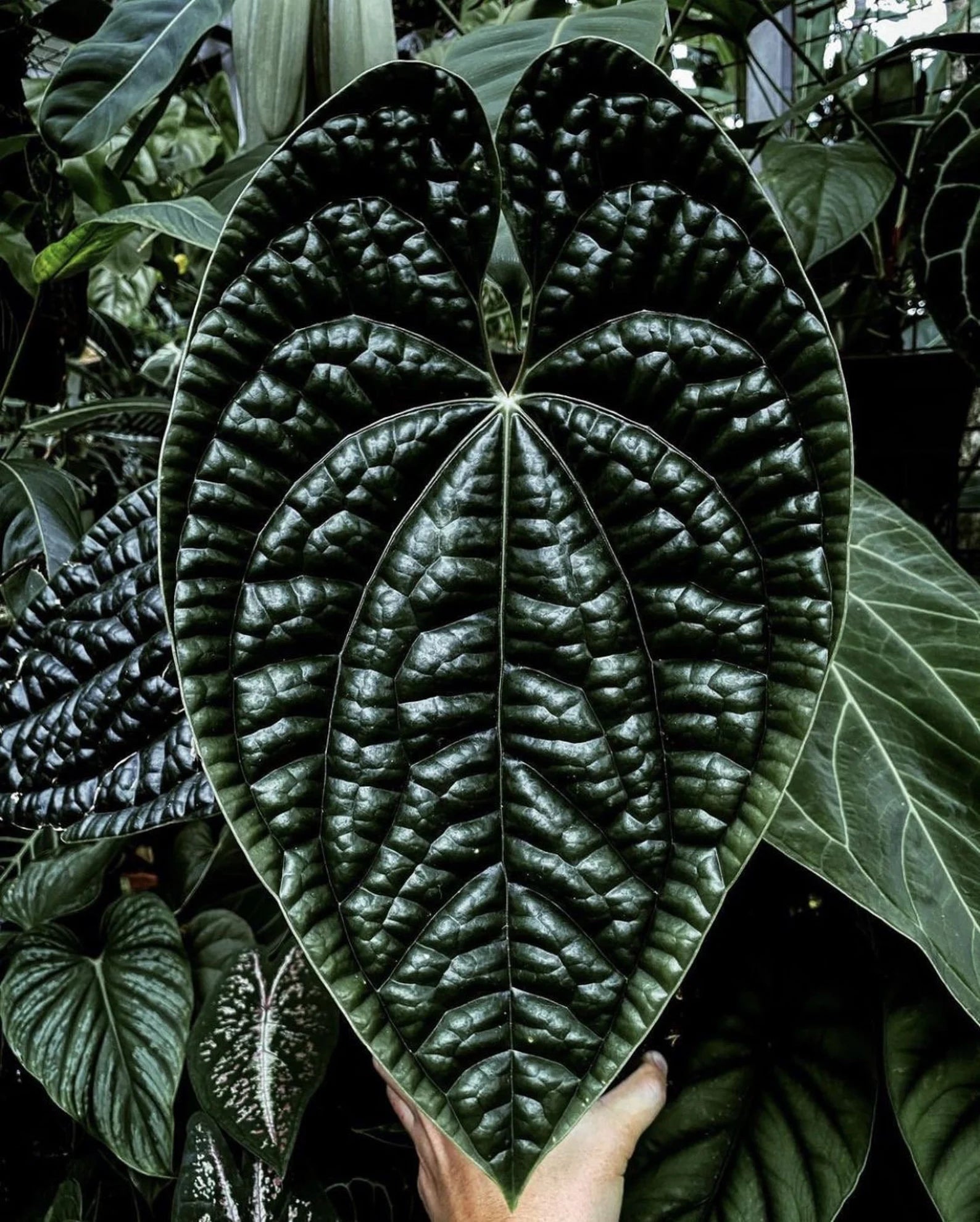 anthurium dark form Anthurium Luxurian: Buy Plant Online In India – Growcerys