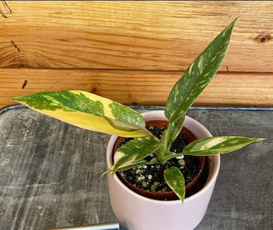 Philodendron Variegated Ring of Fire '3 Plant in 1 pot '