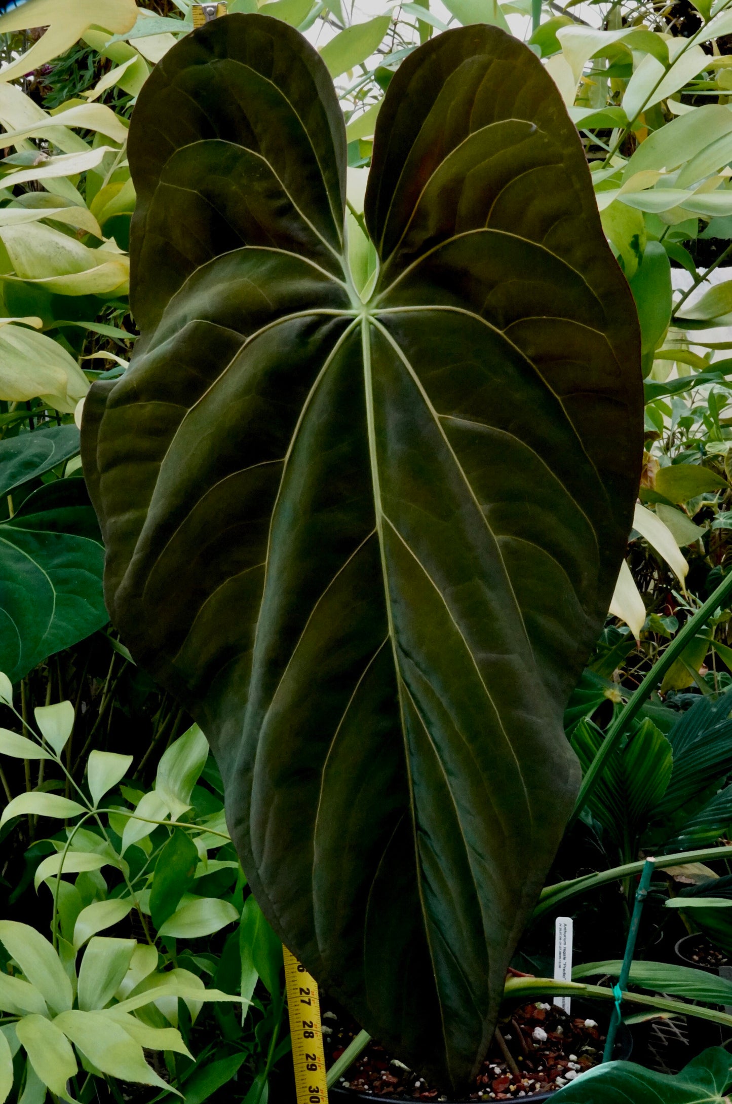 Anthurium Papillilaminum 'Matured'